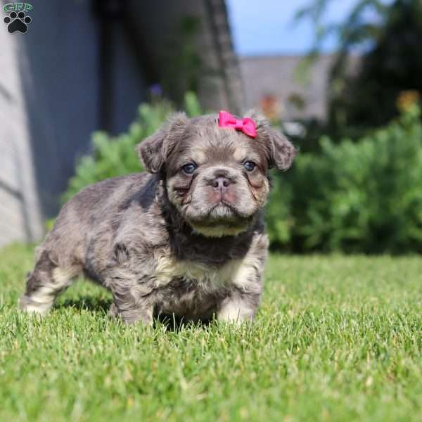 Laura, French Bulldog Puppy